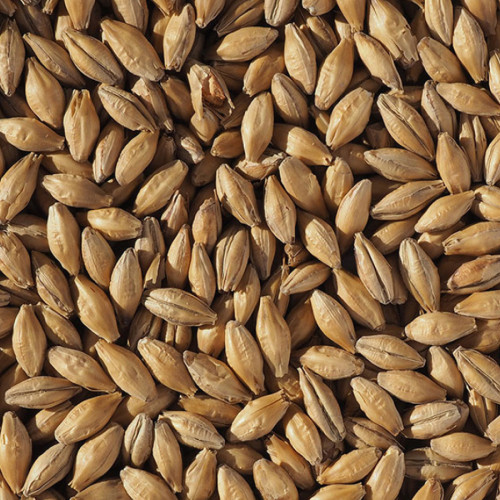 Flaked & Unmalted Adjuncts | All Grain Brewing